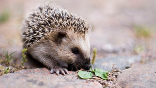 So This is What Hedgehog Snoring Sounds Like
